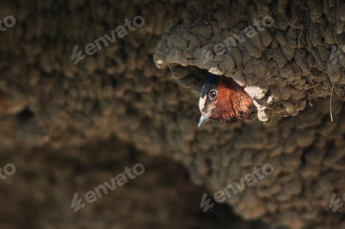 Preview: American cliff swallow (petrochelidon pyrrhonota) in nest colony, Yellowstone National Park, Wyoming