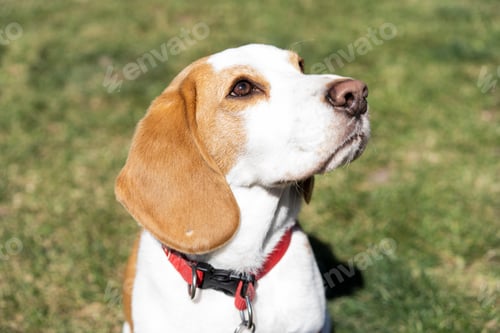 Preview: Portrait of Beagle dog on lawn