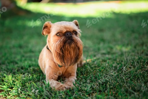 Preview: Closeup shot of a lovely brown dog sitting in the garden