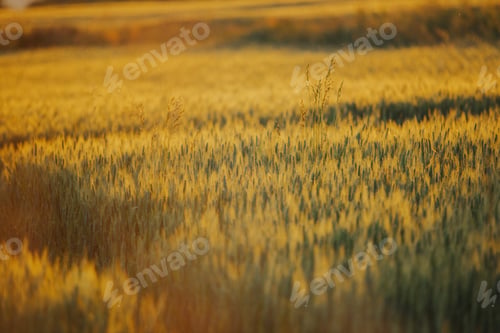 Preview: Beautiful wallpaper of the golden barley field at sunset