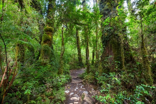 Preview: Rain forest