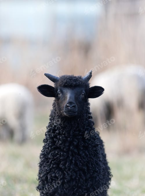 Preview: cute little black lamb portrait