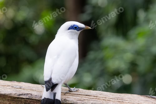 Vorschau: Leucopsar Rothschildi im Zoopark