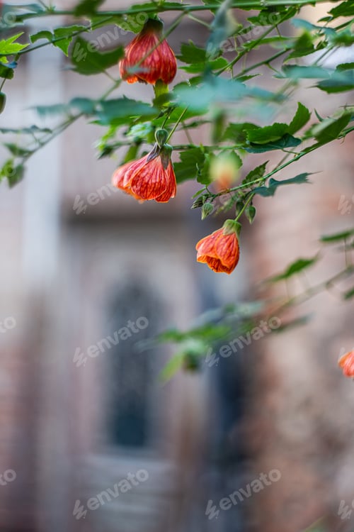 Preview: Autumnal flowers in Old Tbilisi