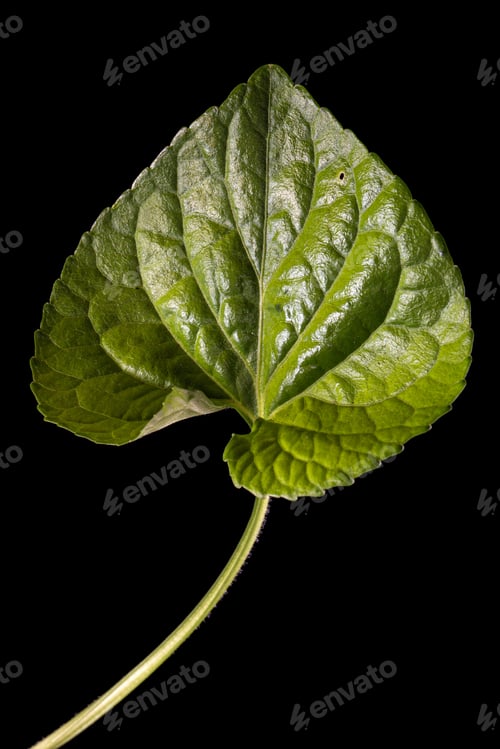 Preview: Green leaf of violet flower, lat. Viola odorata, isolated on black background