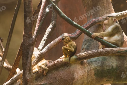 Preview: Cute little monkeys are sitting on the branches of a spreading tree and have a rest on a sunny warm