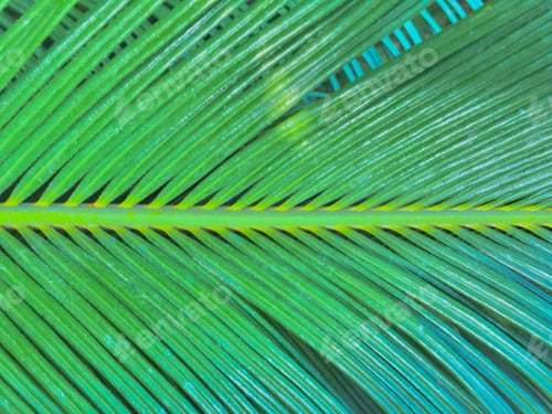 Preview: Bright Green Palm Leaf Close-Up