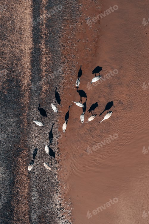 Preview: Flock of common crane (Grus grus) birds resting near the pond during springtime migration, aerial