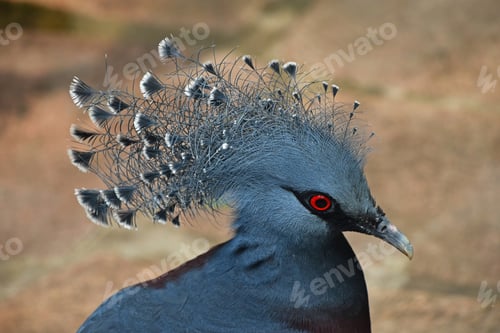 Preview: Close up side portrait of Victoria crowned pigeon