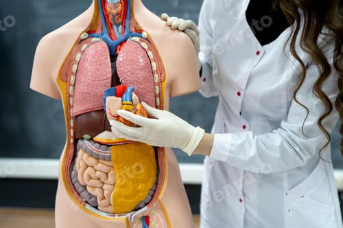 Preview: the anatomy and biology teacher showing human organs on a human model