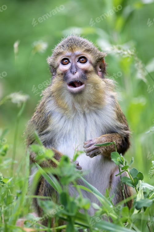 Preview: Gabon talapoin (Miopithecus ogouensis) in the nature close up