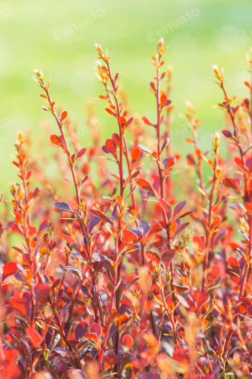 Preview: red barberry branch in the botanical garden