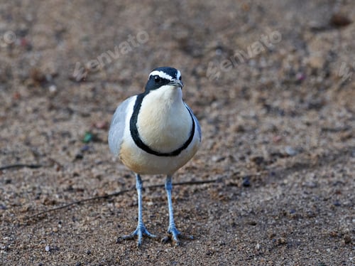 Preview: Egyptian plover (Pluvianus aegyptius)