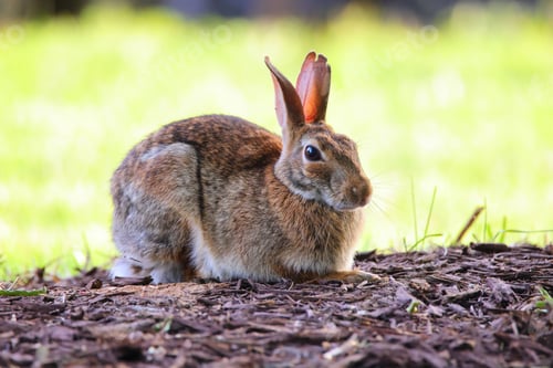 Preview: Shallow focus of a swamp rabbit sitting on a dry foliage in a forest