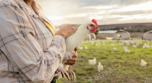 Preview: Chicken, farm and woman hands holding a bird on a sustainability, eco friendly and agriculture fiel