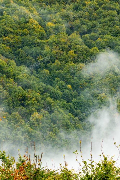 Preview: Vertical shot of the forest in the Mountain Medvednica in Zagreb, Croatia under the sky