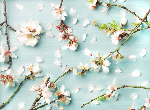 Preview: Spring floral background with white almond flowers and petals