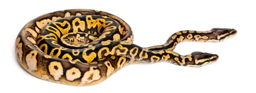 Preview: Male and female Pastel calico Royal Python, ball python, Python regius, in front of white background
