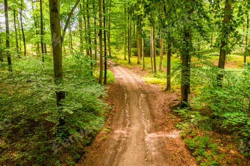 Preview: Aerial view of leafy footpath in forest, Poland.