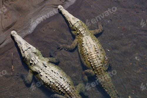 Preview: Crocodile