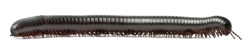 Preview: Millipede, Myriapoda, Spirostreptus giganteus, in front of white background