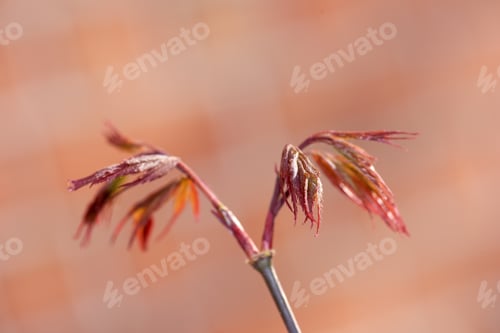Preview: Garden dreams. A series of beautiful garden photos.