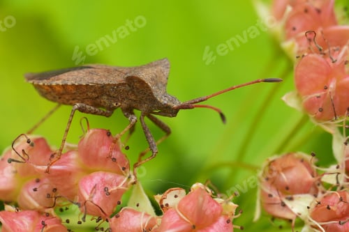 Preview: Colorful closeup on a BRown dock bug, Coreus marginatus on pink to red flowerbuds in the garden
