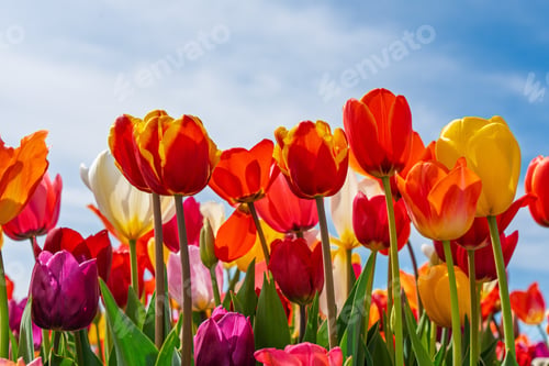 Preview: Colorful Tulip Garden Under Blue Sky A Vibrant Display of Spring Flowers in Bloom