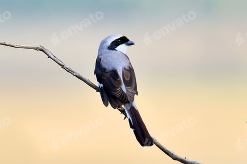 Preview: Fiscal bird on a branch