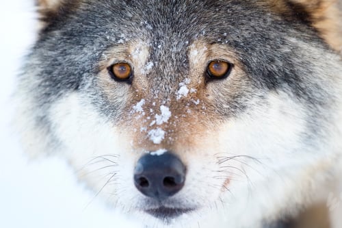 Preview: Close-up of a wolfs head in the winter