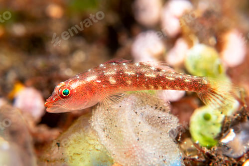 Preview: Tropical ghost goby guarding eggs