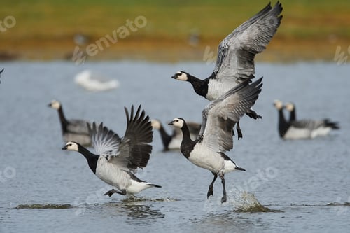 Preview: Barnacle geese (Branta leucopsis) in flight in their habitat in Denmark