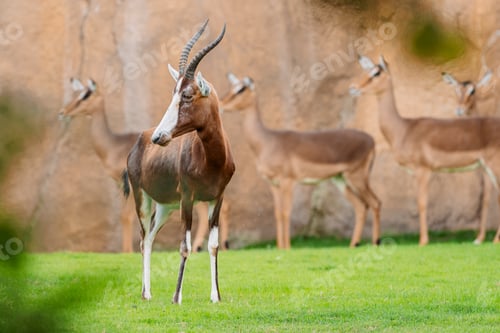 Preview: Blesbok antelope standing on grass