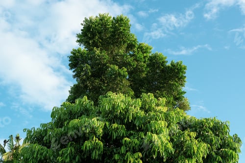 Preview: Beautiful green leaves blue sky nature background.