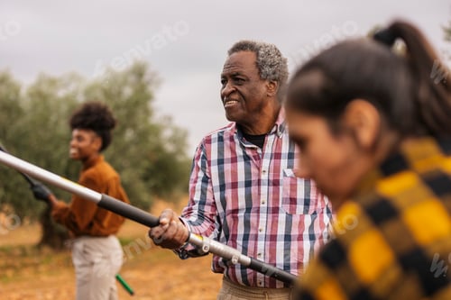 Preview: Multigenerational farmers harvesting olives in orchard