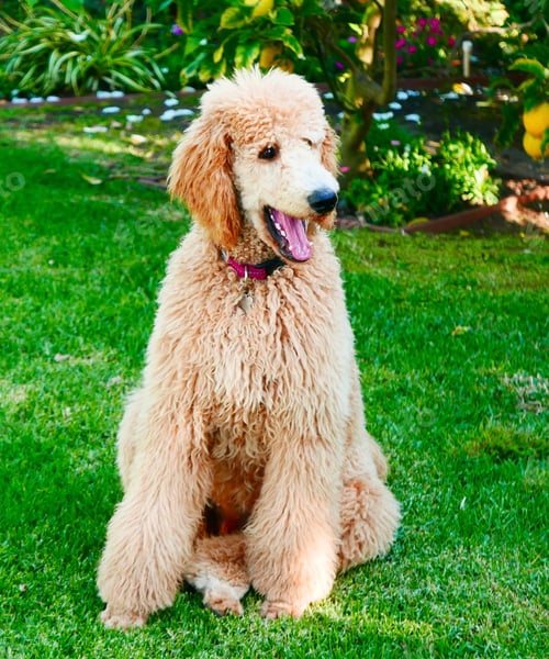 Preview: poodle, dog, puppy, pets, dogs