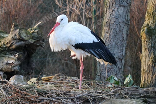 Preview: White stork on the nest in the wood