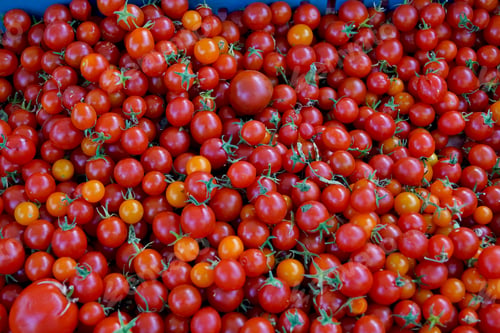 Preview: NOMINATED Hand picked, organic, cherry tomatoes