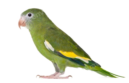 Preview: White-winged Parakeet, Brotogeris versicolurus, 5 years old, in front of white background