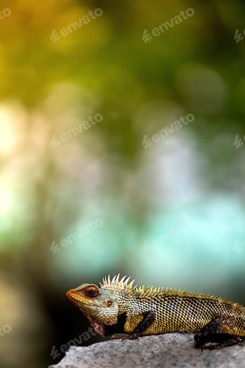 Preview: Colorful lizard on a rock with blurred background.
