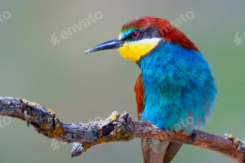 Preview: Bee-eater