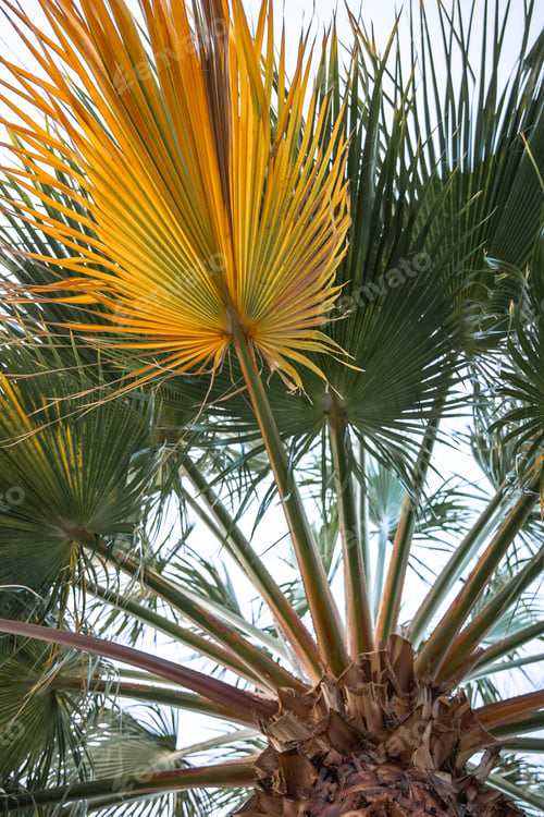 Preview: Close up of bright leaves of tropical palm.