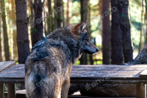 Preview: a large wolf sitting on top of a wooden table in the woods