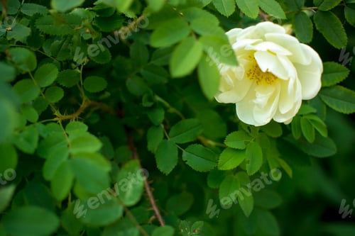 Preview: white roseship flower on a dark green background