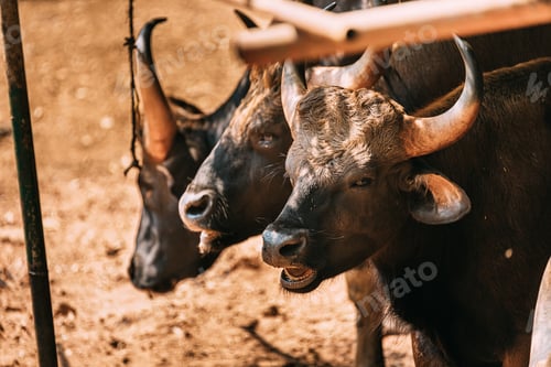 Preview: Goa, India. Gaur Bull, Bos Gaurus Or Indian Bison Resting On Ground. It Is The Largest Species Among