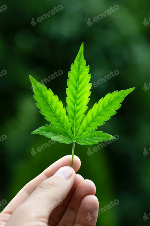 Preview: Man hand holding young cannabis green leaf