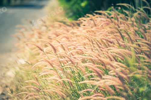 Preview: Grass field sunset Beautiful landscape with grasses meadow on sunlight