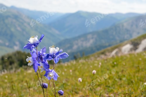 Preview: nature