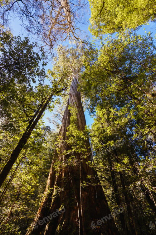 Preview: Twisted Sister Trail in Tasmania Australia