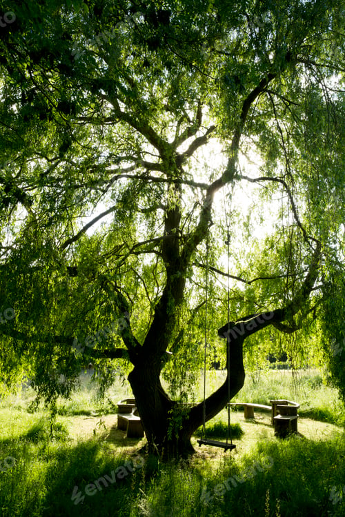 Preview: Outdoor bench and table underneath large willow tree with swing hanging from one branch.